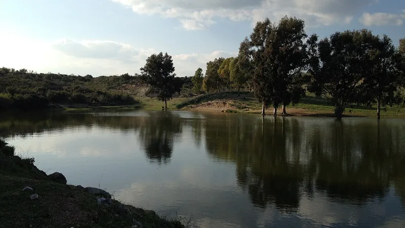 Tarsus Karabucak Okaliptüs Ormanı Gezi Rehberi:Türkiye'nin İlk Okaliptüs Ormanında Doğa Keyfi